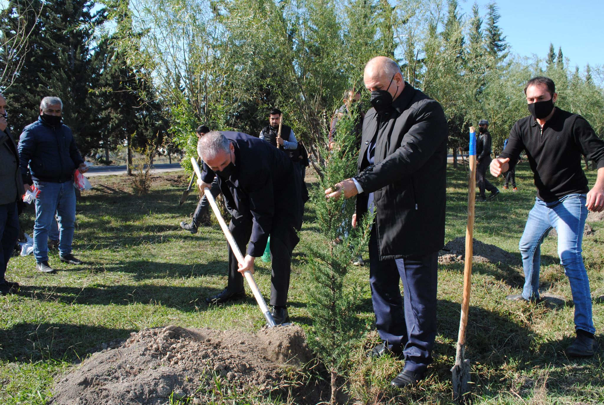 Rəsmilər ağacəkmə aksiyasında iştirak etdilər - MİNGƏÇEVİRDƏ
