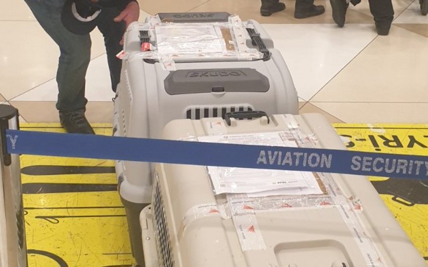 Azərbaycana xüsusi təlim keçmiş iki minaaxtaran it gətirilib