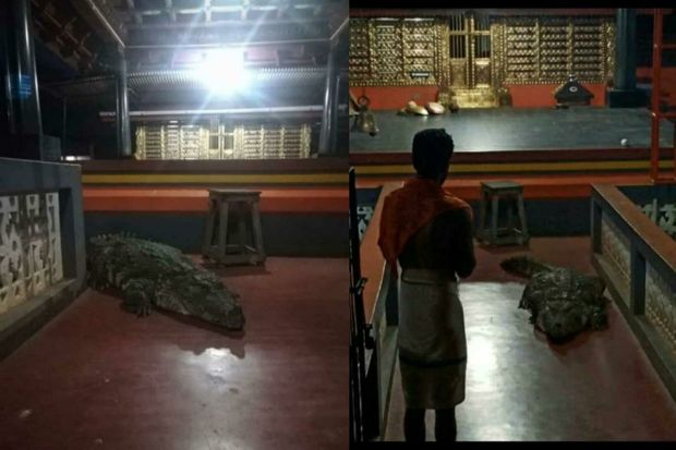 Крокодил поселился среди монахов и стал вегетарианцем