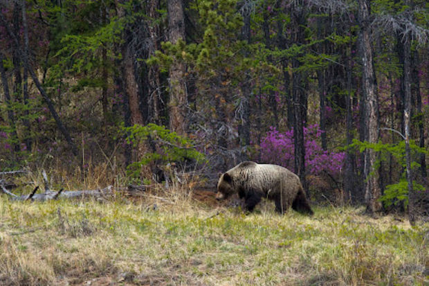Tayqaya şam qozası yığmağa gedən qadın ayı ilə qarşılaşdı