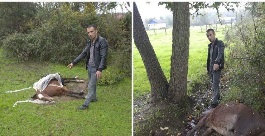 Lənkəranda atları güllələyən şəxsin kimliyi məlum olub