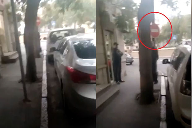 Paytaxtda ağac arxasında “gizlənən” yol nişanı - VİDEO