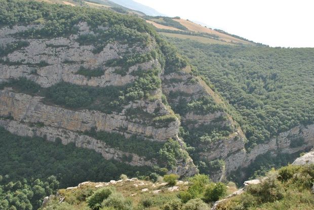 Şuşada Topxana meşəsinin bərpasına start verildi