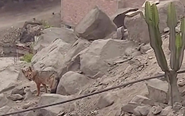 İt bilib aldılar, tülkü çıxdı