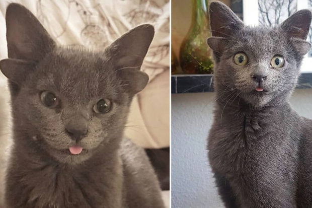 Кот с четырьмя ушами обрел дом и стал звездой соцсетей