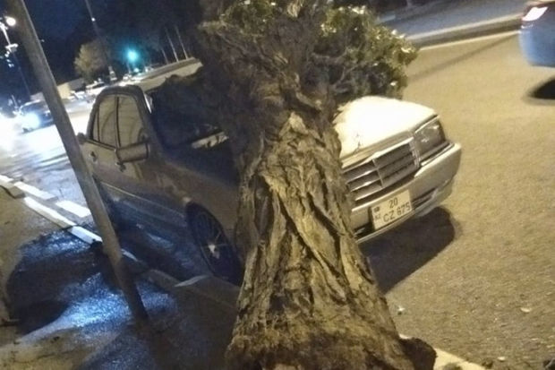 В Баку упавшее дерево повредило автомобиль - ФОТО