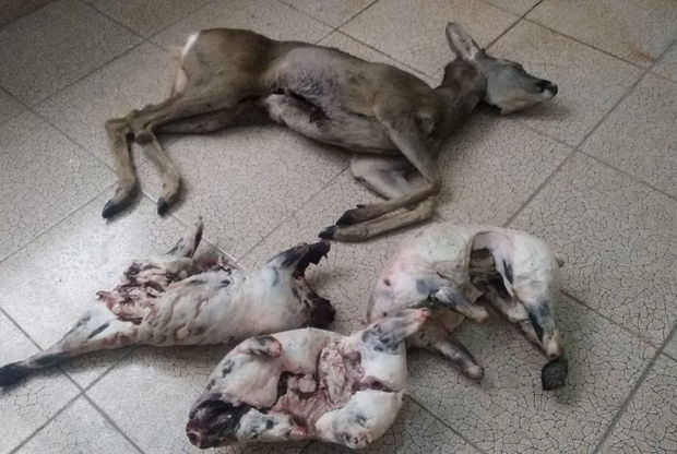 Qanunsuz ovladığı cüyür və porsuqları mağazada satmaq istəyən tutuldu - FOTO