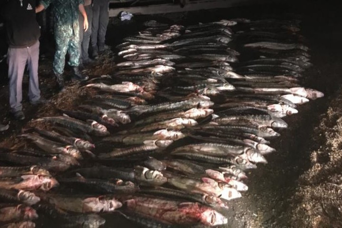 Xəzərdə qanunsuz nərə balığı ovu ilə məşğul olan 20 nəfər saxlanılıb