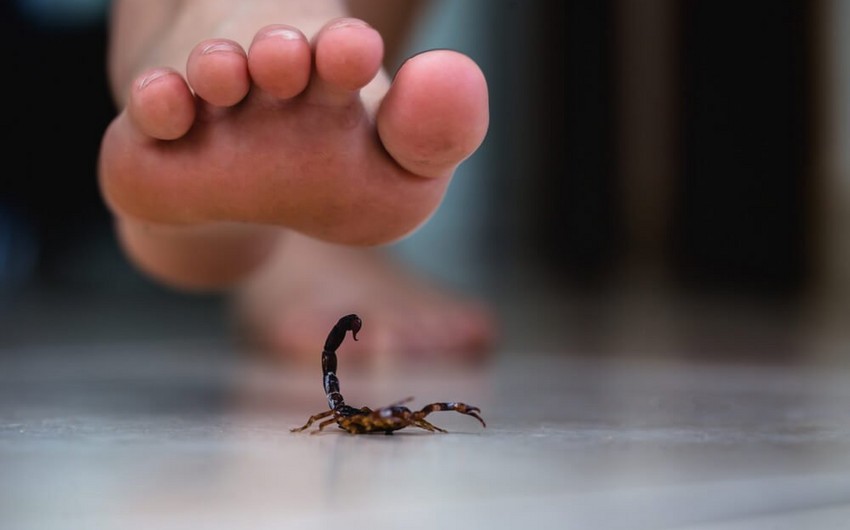 Misirdə 500-dən çox insan əqrəblərin hücumundan zərər çəkib