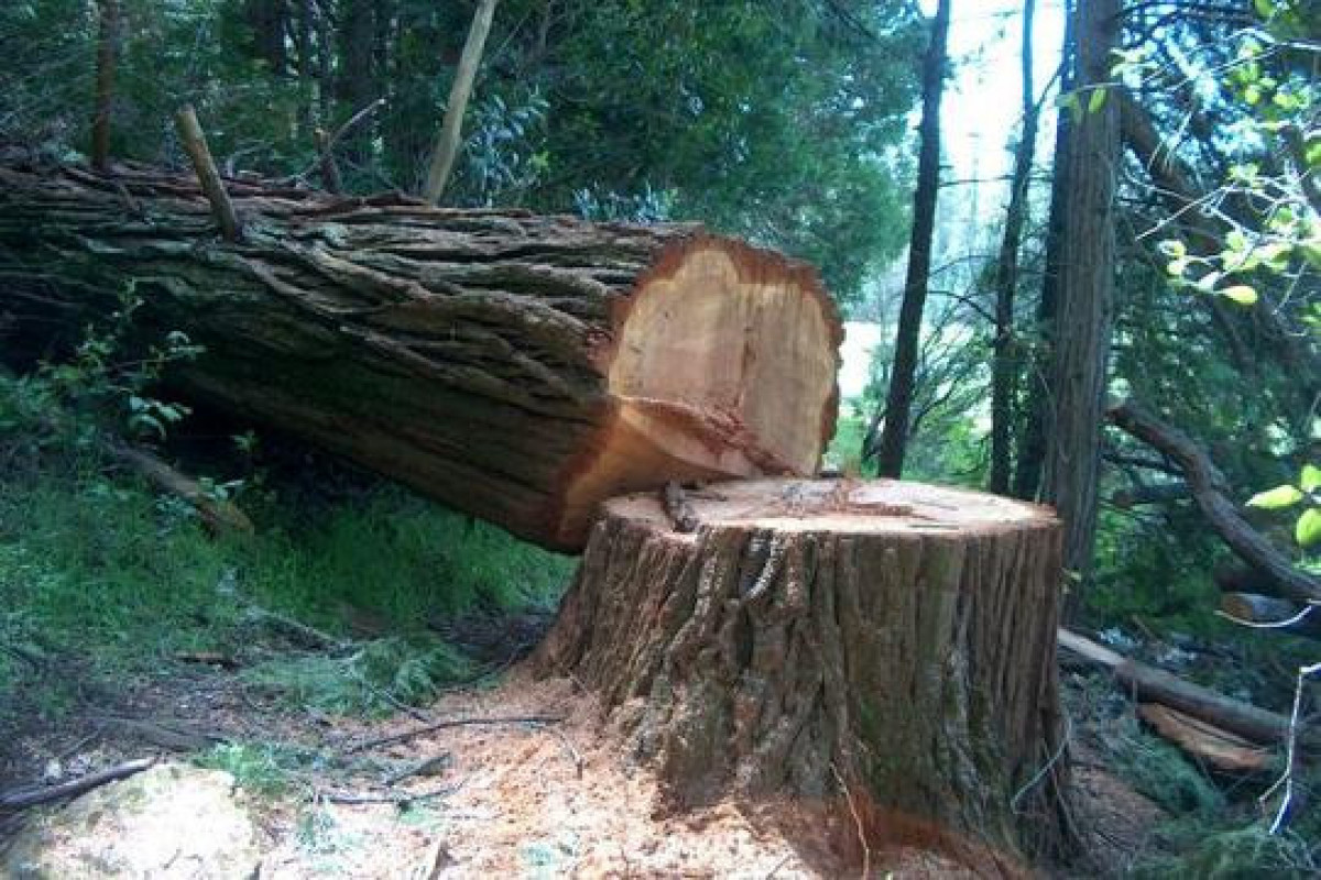 Xırdalanda ağacların qanunsuz kəsilməsinə görə cinayət işi başlanıb