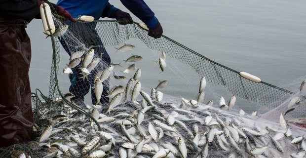 Qanunsuz ov edən şəxslər cəzalandırılıb