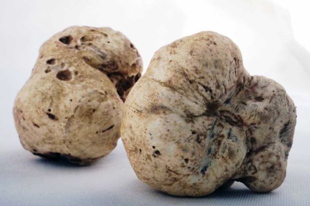 İtaliyada 103 min avroya göbələk satılıb – FOTO