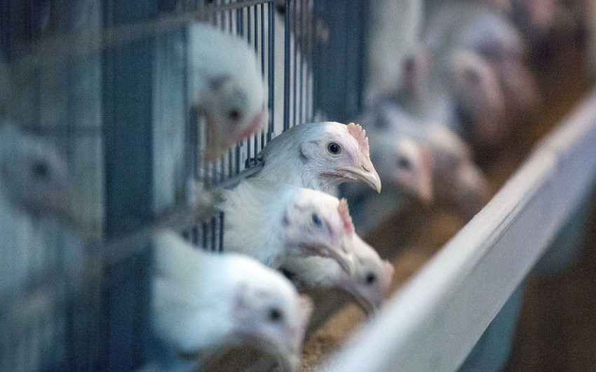 Bir neçə ölkədən Azərbaycana diri quşların tranzitinə müvəqqəti məhdudiyyət qoyulub