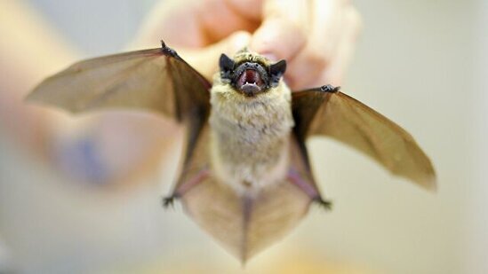 Yarasalar virusdan qorunmağa yardım edəcək