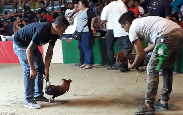 Meksikada xoruz döyüşü izləyənlərə atəş açıldı - Ölənlər və yaralananlar var