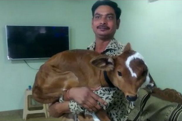 Dörd gözlü və iki ağızlı buzovu görənlər ona sitayiş etməyə başladılar - VİDEO