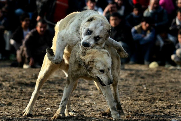 В Гейгельском районе арестовали организаторов собачьих боев - ФОТО