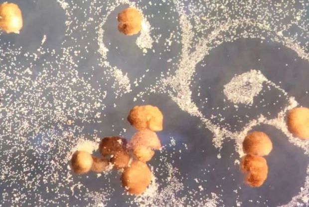 Törəyə bilən canlı robotlar hazırlandı – VİDEO