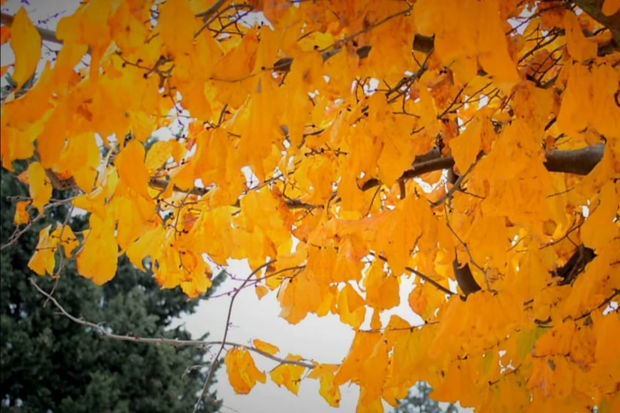 “Qırmızı Kitab”a düşən ağacları kəsən şəxsə cinayət işi açıldı - FOTO