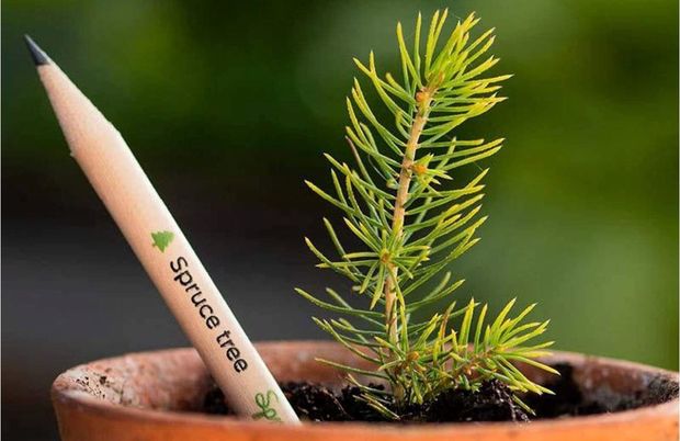 Karandaş əkib, Milad ağacı yetişdirmək mümkün olacaq - FOTO/VİDEO