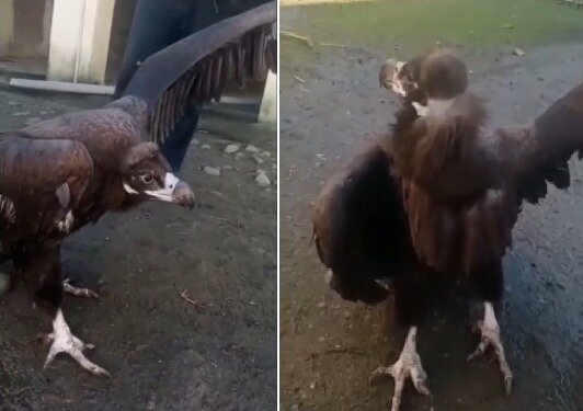 Azərbaycanda tapılan nəhəng quş görənləri HEYRƏTLƏNDİRDİ - VİDEO