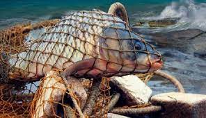 Xəzər dənizi sahillərində qanunsuz ov edənlər cəzalandırılıb