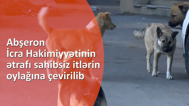 Abşeron İcra Hakimiyyətinin ətrafı sahibsiz itlərin oylağına çevirilib - VİDEO
