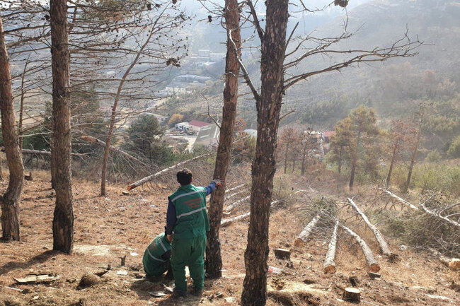 Bakıda 3 mindən çox ağac kəsiləcək - SƏBƏB