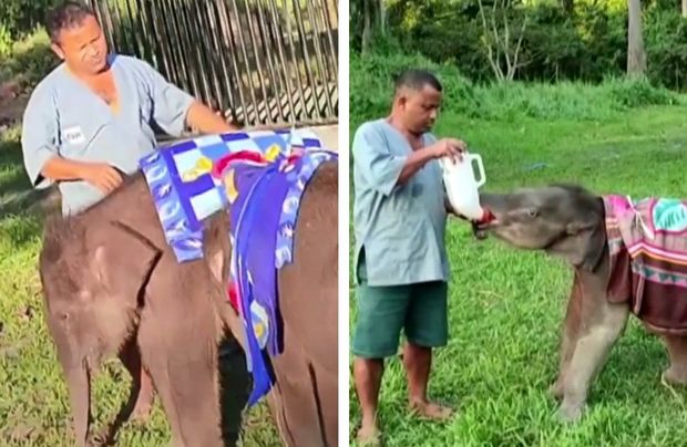 Hindistanda nadir heyvan balalarının soyuqdan qoruması üçün maraqlı addım - FOTO/VİDEO