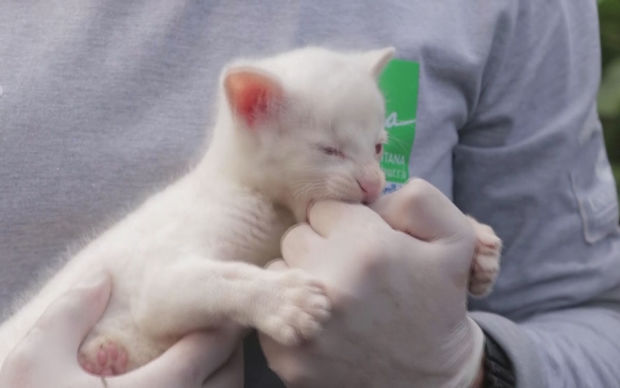 В Колумбии спасли детеныша-альбиноса редкого хищника - ВИДЕО