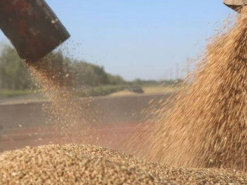 2022-ci ildə buğdanın qiyməti ilə bağlı proqnoz - VİDEO