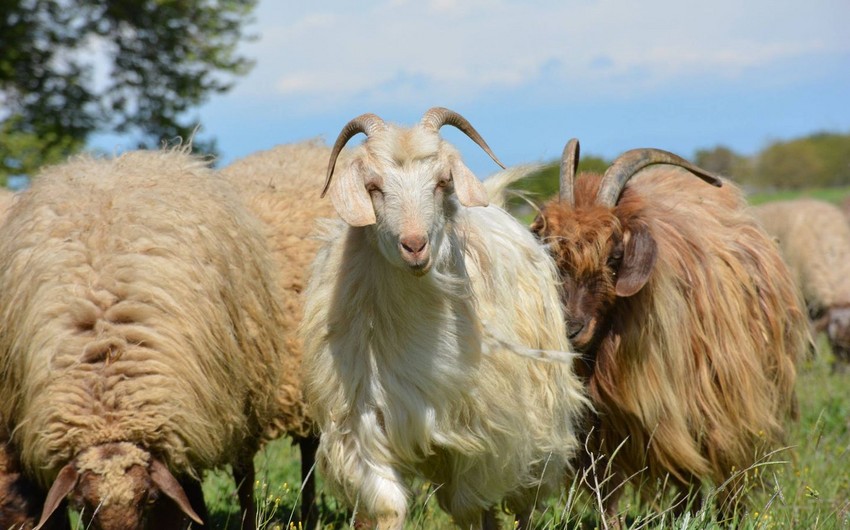 Azərbaycanda qoyun və keçilərin güzəştli sığortası başlayıb