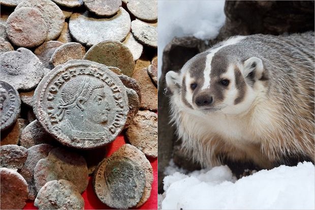 Ac porsuq təsadüfən qədim Roma sikkələrinin xəzinəsini tapdı - FOTO