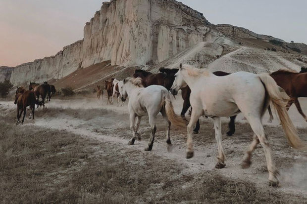 Rusiyada 53 at güllələnib – VİDEO
