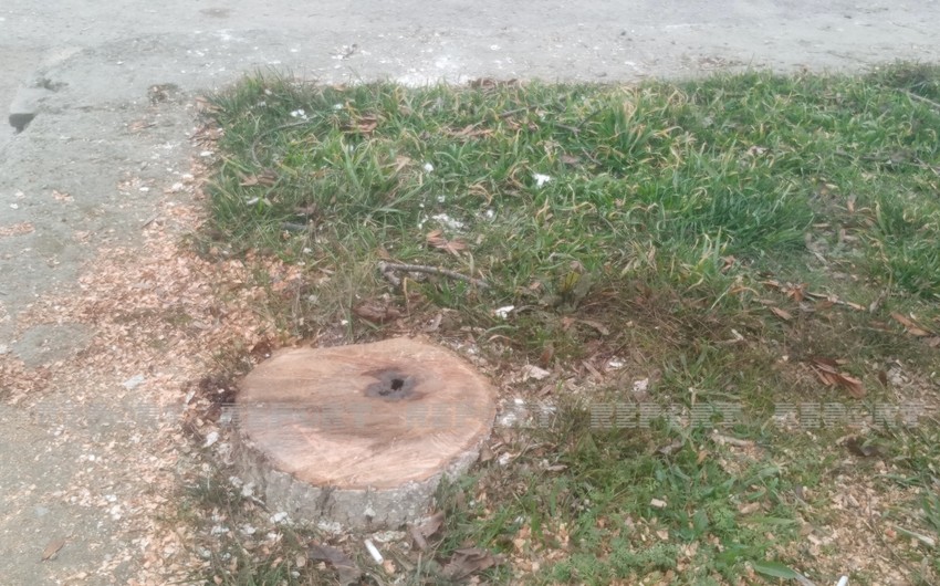 Şabranda parkın həyətindəki ağacları gecə kəsiblər