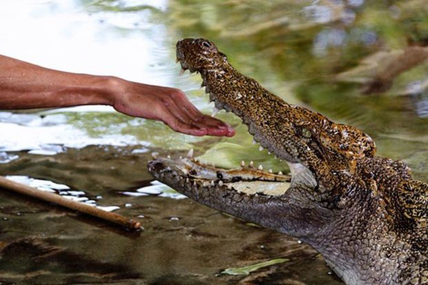 Balıqçı yalın əllə üç timsahla vuruşdu və onlardan birini öldürdü