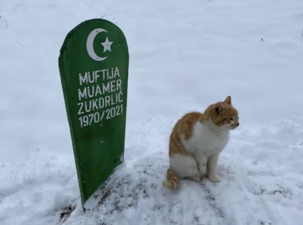 Верный кот отказался уходить с могилы хозяина и сидел там два месяца