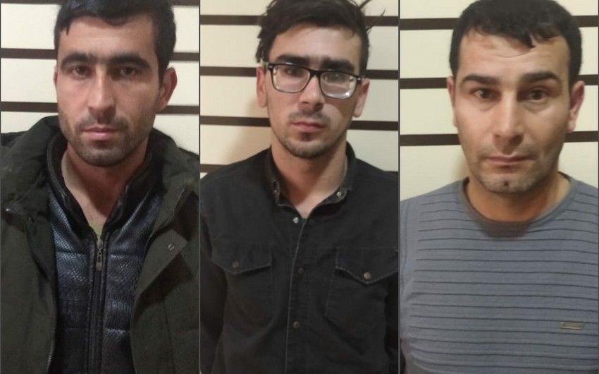 Mingəçevirdə fermadan mal-qara oğurlayan şəxslər saxlanılıb