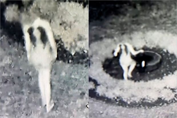 Девушка посмотрела запись с камеры наблюдения возле дома и неприятно удивилась - ВИДЕО