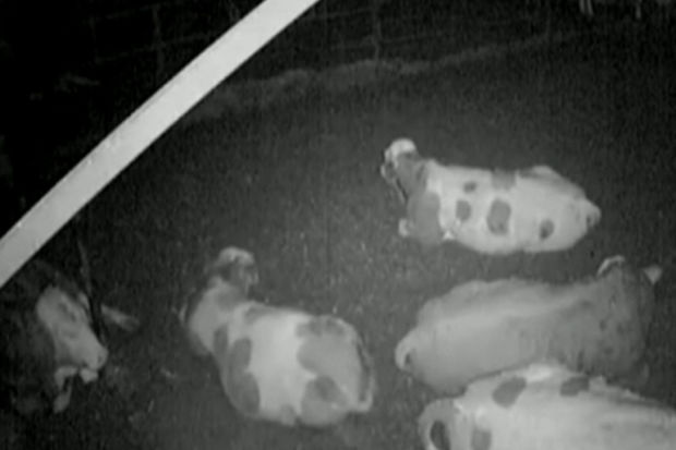 İnəklər zəlzələni əvvəlcədən hiss etdi - VİDEO