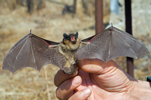 Жительница Киева держит дома 200 летучих мышей