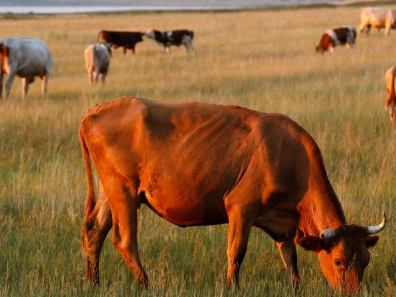 Adamlar mal-qaralarını otarmağa yer tapmır - VİDEO