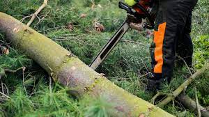 Bakıda daha 5 ağac qanunsuz kəsilib