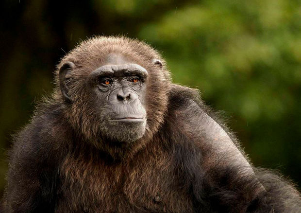 Шимпанзе могут передавать друг другу знания о новых технологиях - ВИДЕО