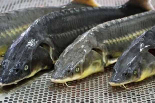 Xəzərdə nərə balıqlarına rast gəlinməməsinin səbəbi nədir?