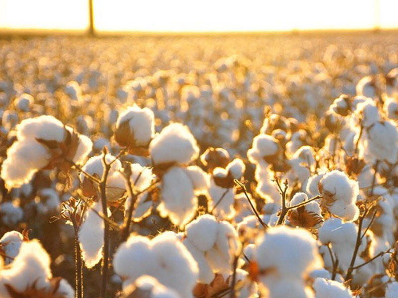 Azərbaycanda pambığın alış qiyməti 50 manat artırıldı