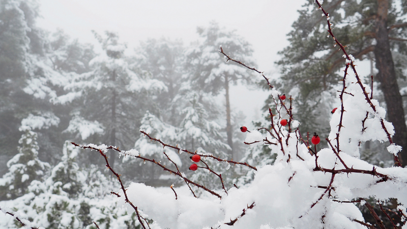 Azərbaycanda Kiçik çillə başladı