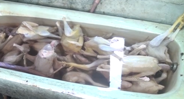 Bağça binasında toyuq kəsimi ilə məşğul olurlar - VİDEO