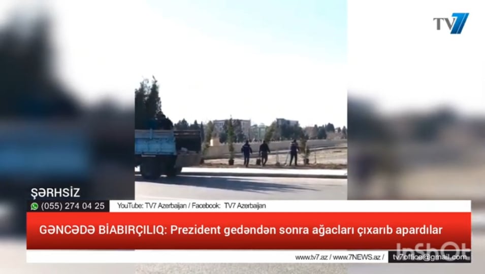 GƏNCƏDƏ BİABIRÇILIQ: Prezident gedəndən sonra ağacları çıxarıb apardılar - VİDEO