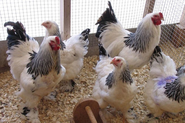 Azərbaycana diri toyuqların gətirilməsinə qadağa qoyuldu